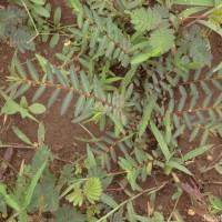 Phyllanthus virgatus G.Forst.